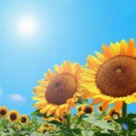 今日は何の日？毎日記念日！365日コンテンツのご紹介