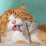 可愛くてマイペース！？猫について！