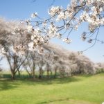 桜前線速報！お花見の季節がやってくる！お花見について大調査！【1000人アンケート】