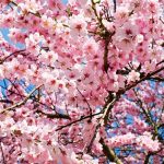 新しい生活のスタート！春がやってきた！春について大調査！【1000人アンケート】