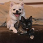 あなたは犬派？猫派？ペットについて調べてみました【1000人アンケート】