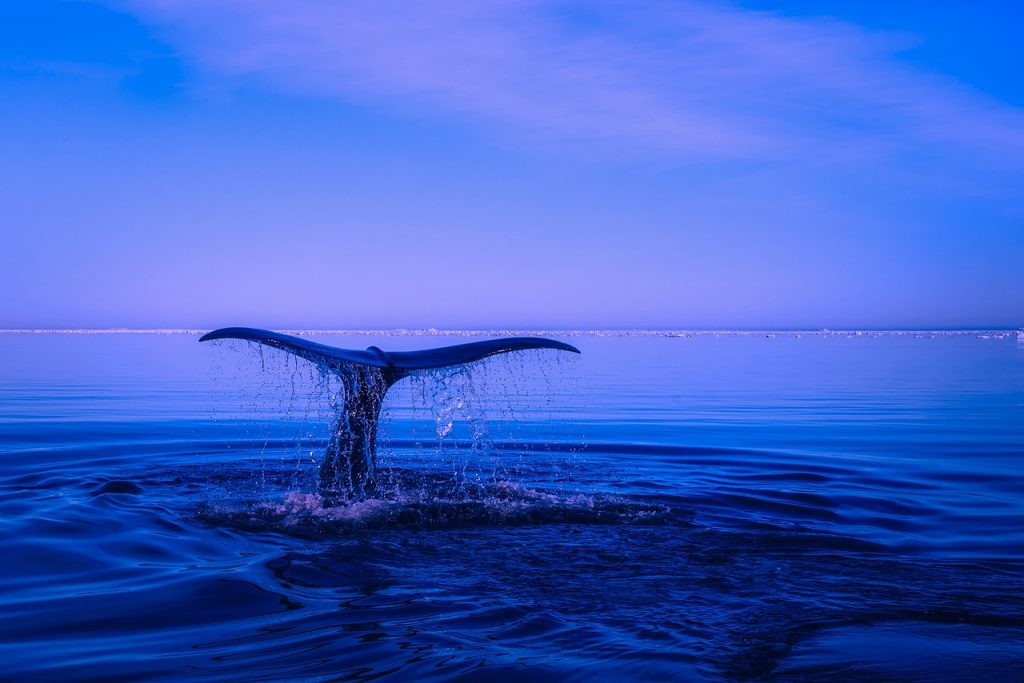 画像に alt 属性が指定されていません。ファイル名: 海②-1024x683.jpg