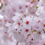 桜前線北上中、今春のお花見は？お花見について調査しました！【1000人アンケート】