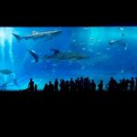 水の生物たちに癒される水族館について調べてみました！【1000人アンケート】
