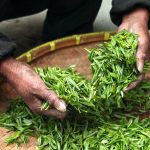 水分補給に欠かせない！お茶ついて調べました！【1000人アンケート】