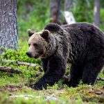 街に降りてくるクマが急増!?クマ被害に対する意識の大調査【1000人アンケート】