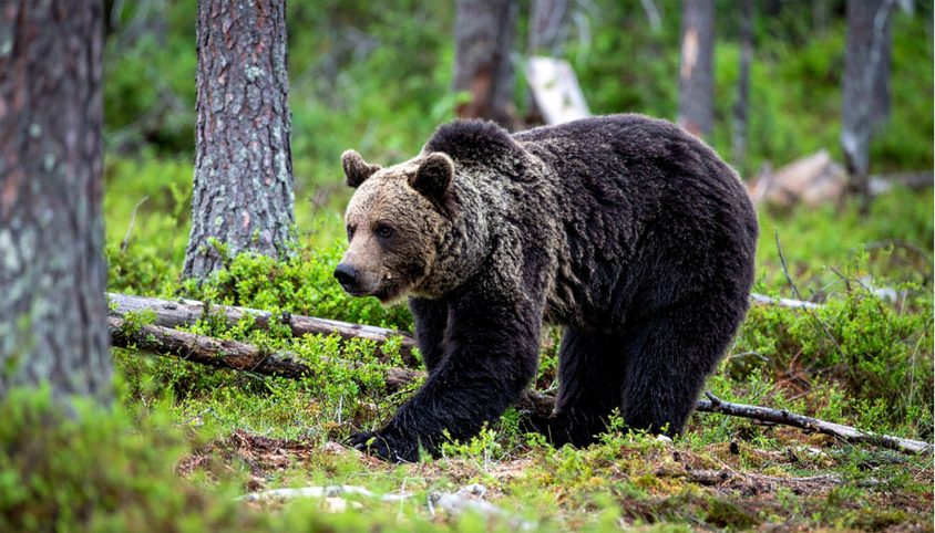 街に降りてくるクマが急増！？クマ被害に対する意識の大調査【1000人