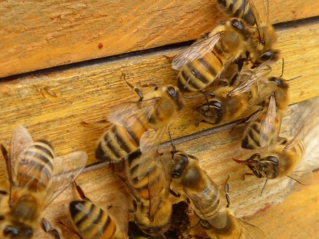 bees-60185_960_720