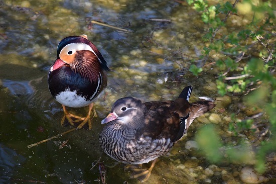 mandarin-ducks-2217188_960_720