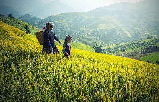 agriculture-1822446_960_720