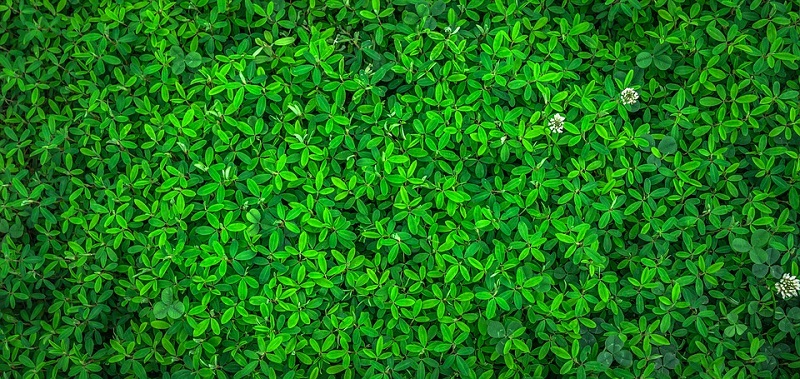 leaf-1498985_960_720