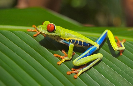 tree-frog-69813_960_720