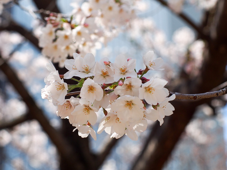 cherry-1288752_960_720