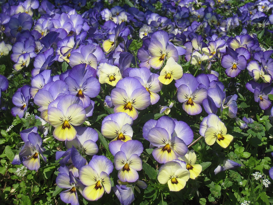 pansy-1317416_960_720