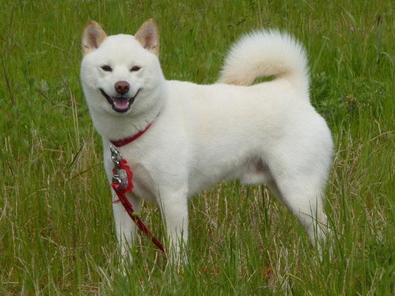 Siro-shiba