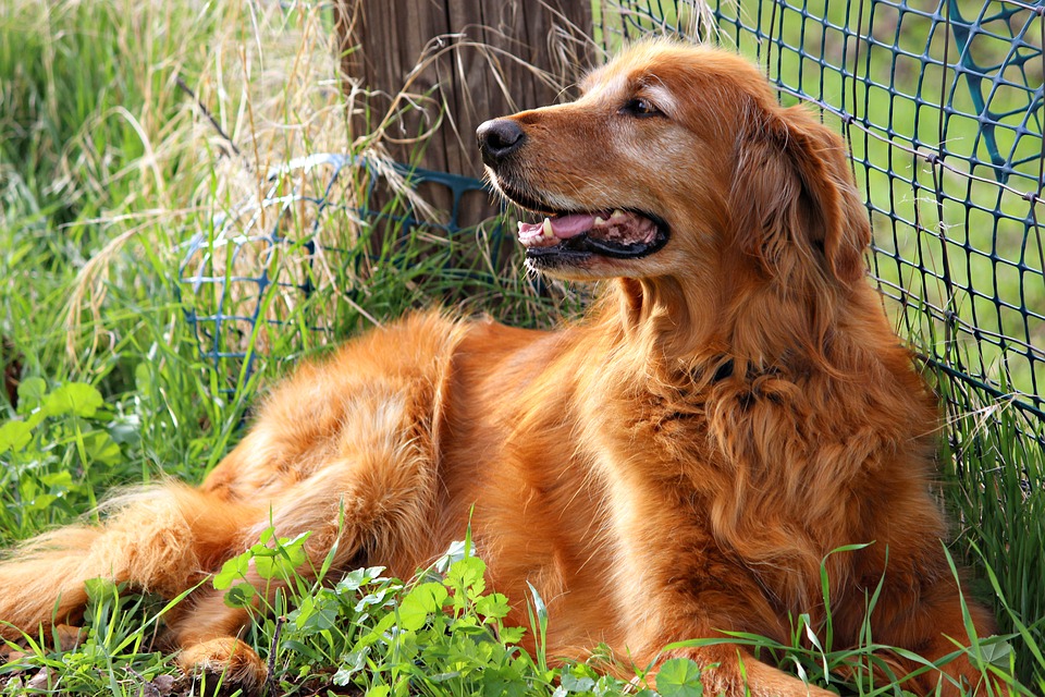 golden-retriever-1729519_960_720