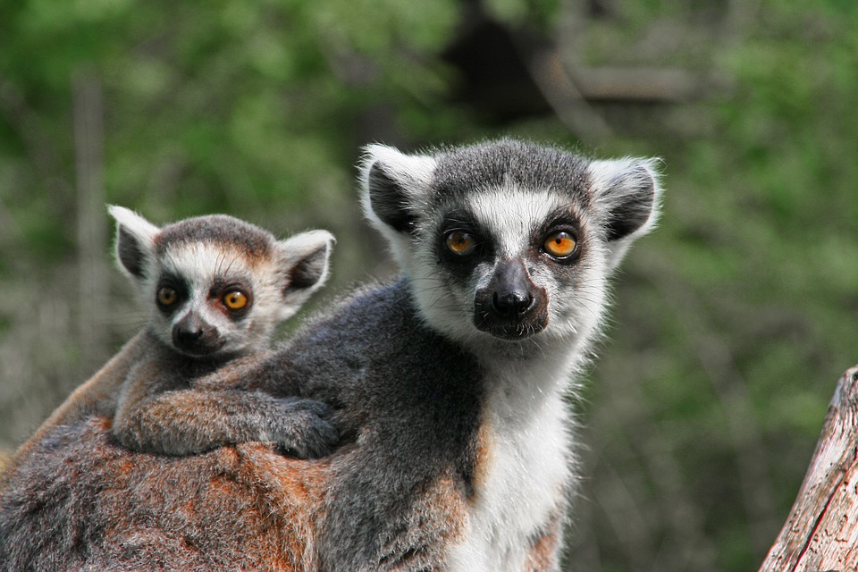 lemur-319007_960_720