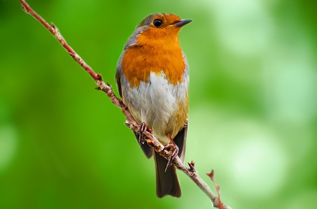 bird-218200_640