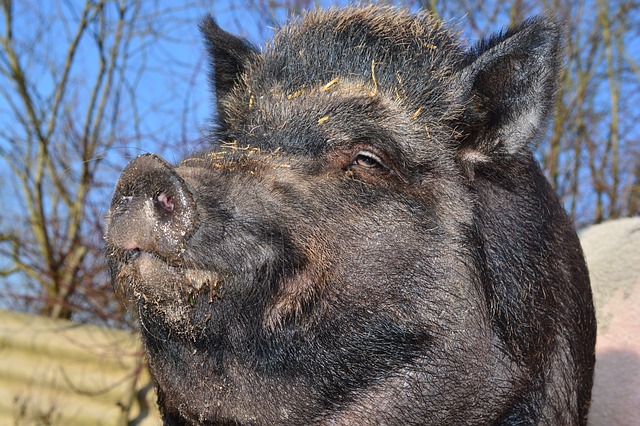 boar-284685_640