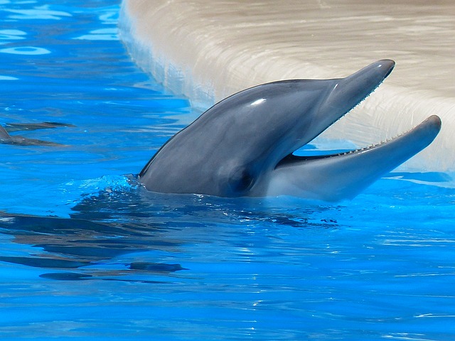 bottlenose-dolphin-406763_640