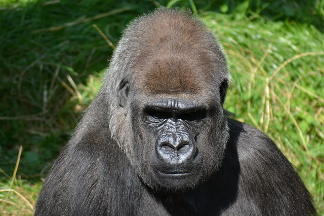 silverback-gorilla-271002_640