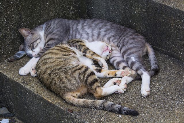 相島の猫