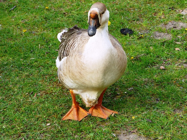 goose-333623_640