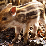 【号外】自営業・フリーランス・非正規労働者の子育て給付が開始します！