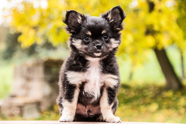 chihuahua-1031827_640