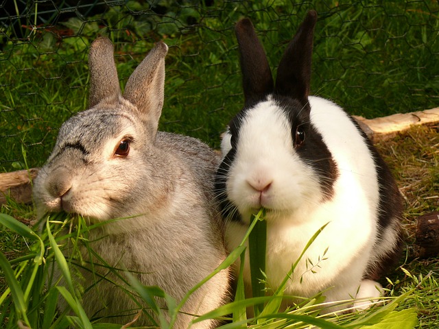 hare-595136_640