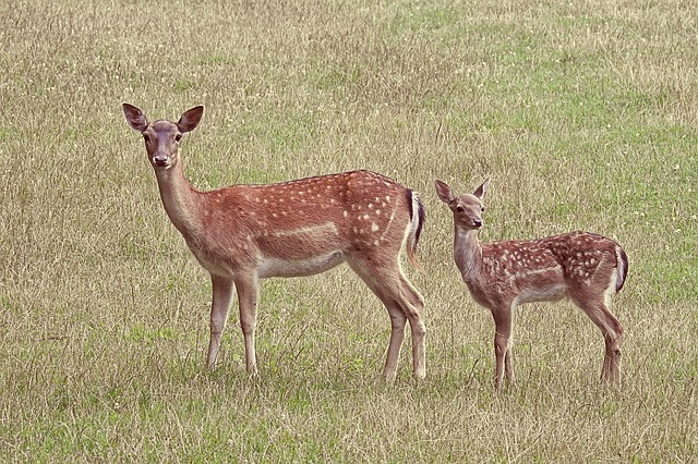 roe-deer-1577513_640