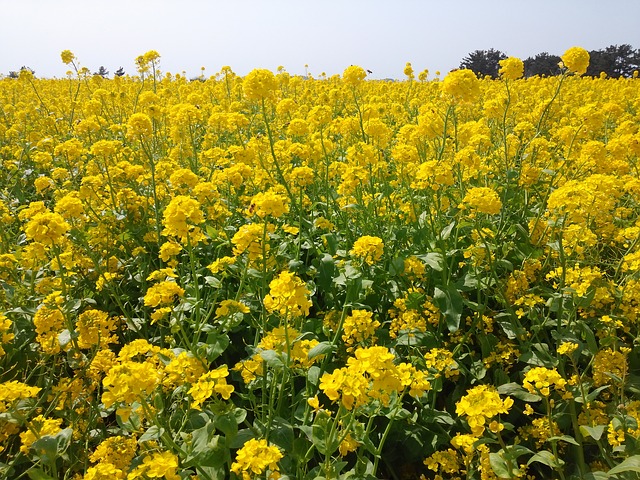 rape-flowers-356253_640