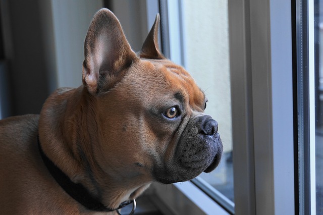 french-bulldog-4019784_640