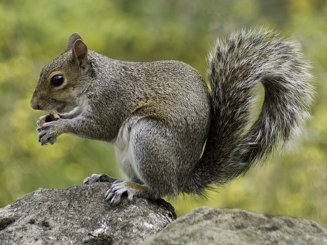 squirrel-498139_640