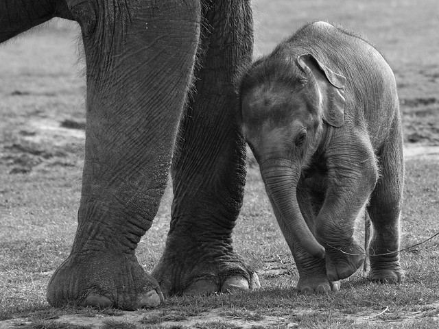 Baby asian elephant with it's mother at Whipsnade Zoo, Dunstable