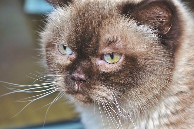 breed-cat-4029622_640
