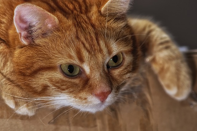 cat-3969742_640