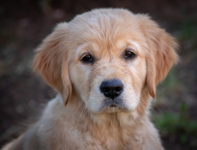 dog-4224638_640