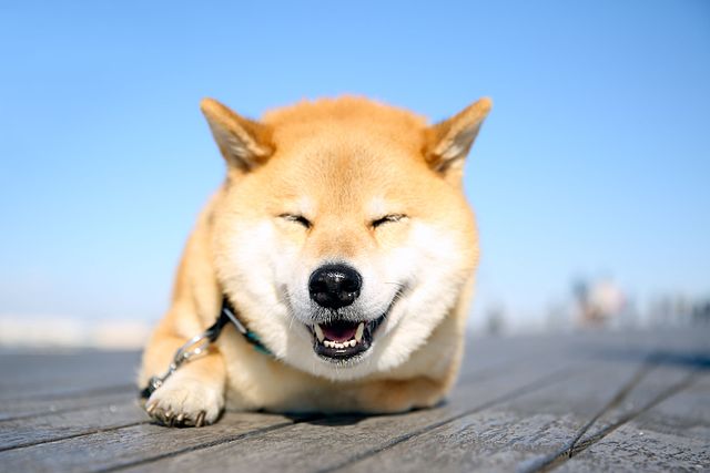 Shibainu_Maru