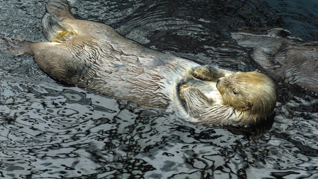 animal-lontra-lontra-marinha-1231397