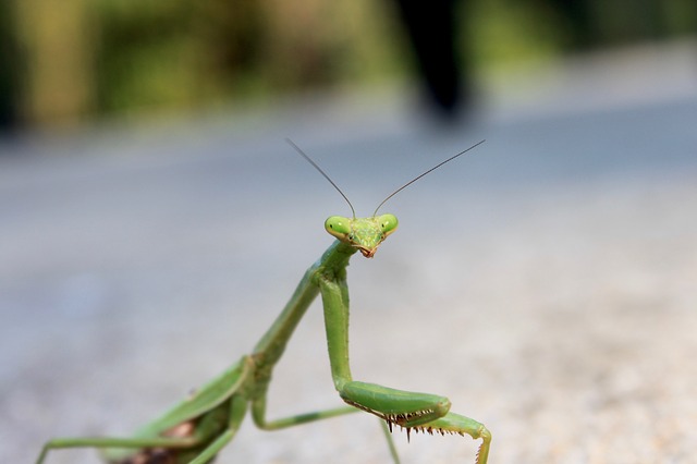 bug-4083321_640
