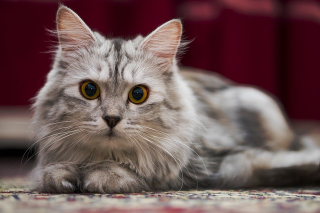 cat-4092535_640