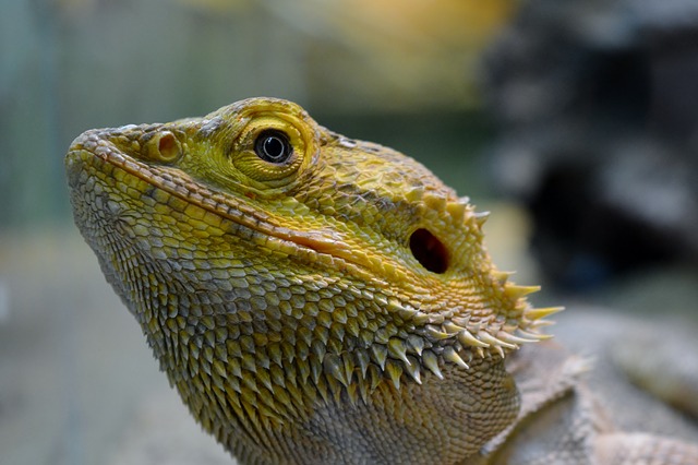 lizard-3921579_640