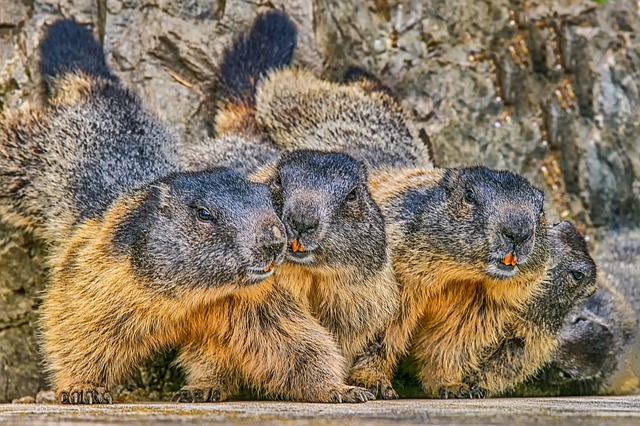 marmot-3465220_640