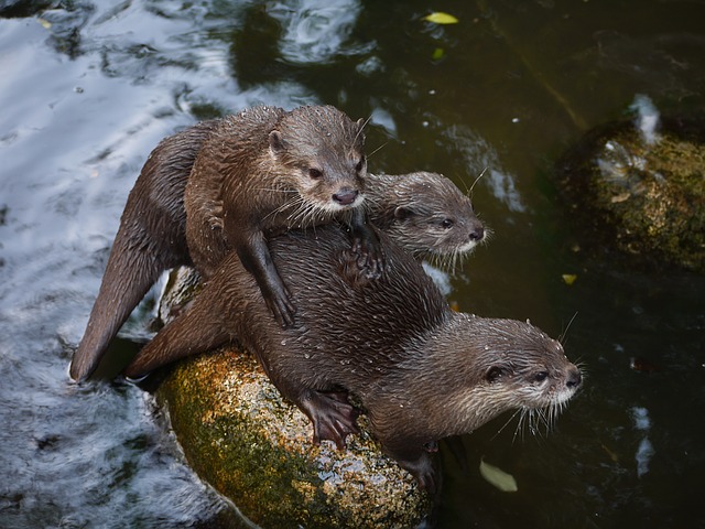 otter-1096993_640