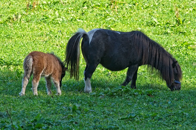 pony-4004234_640