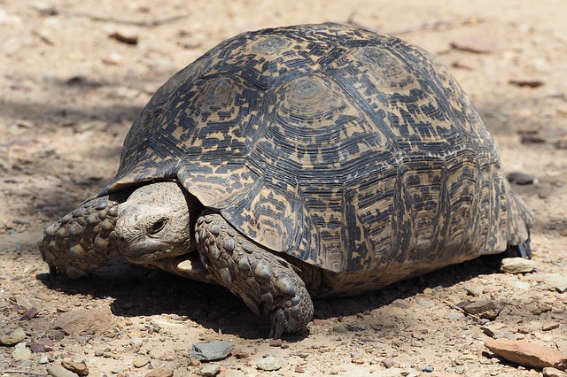 turtle-4057216_640