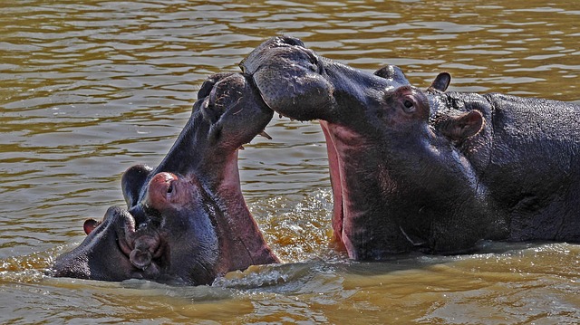 hippo-3645651_640