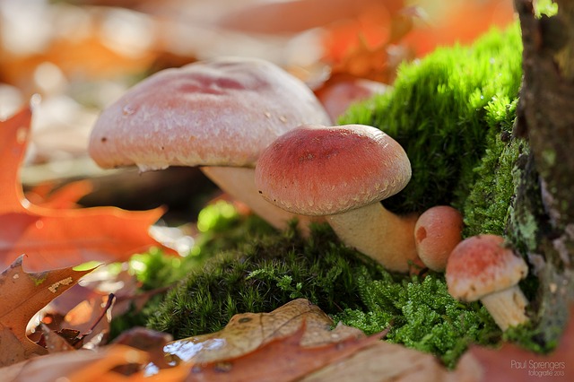 mushroom-200832_640