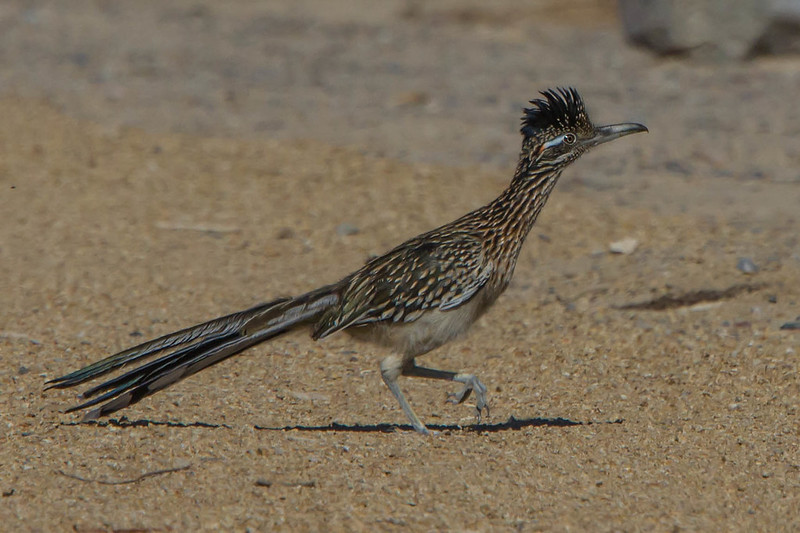 A lifer bird for me, so this citing and image are beyond thrilling!